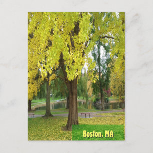 Yellow Gingko Tree - Boston Public Garden Postcard