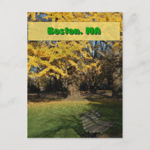 Yellow Gingko Tree Postcard