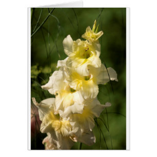 Yellow Gladiolus Flower Spike