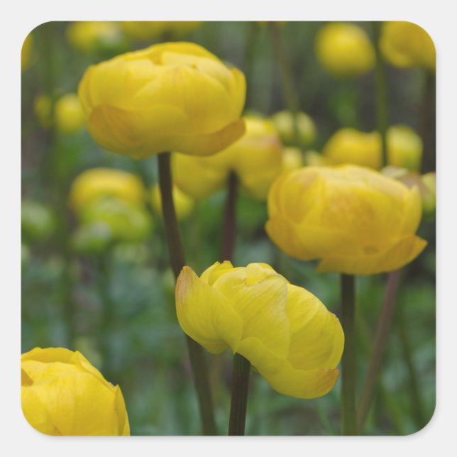 Yellow Globeflower Stickers (Front)