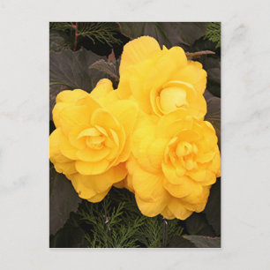 Yellow gold begonia flowers postcard