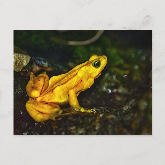 Yellow Golden Poison Frog Postcard (Front)