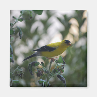 Yellow Goldfinch Magnet 