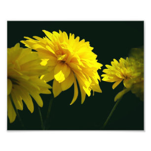 Yellow Goldquell Flowers In Sunshine 8x10 Photo Print