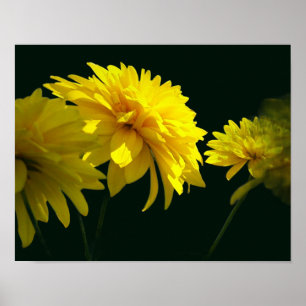 Yellow Goldquell Flowers In Sunshine Poster