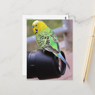 Yellow, Green and Blue Exotic Bird on Camera Lens Postcard