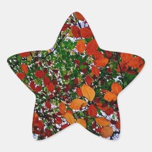 Yellow, green and brown leaves star sticker