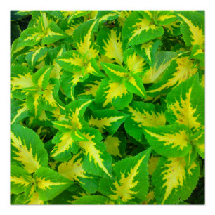 Yellow Green Coleus Flower Perfect Poster