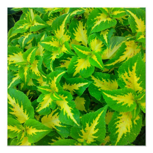 Yellow Green Coleus Flower Perfect Poster (Front)