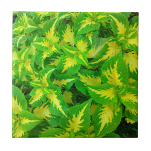 Yellow Green Coleus Flower Tropical Tile