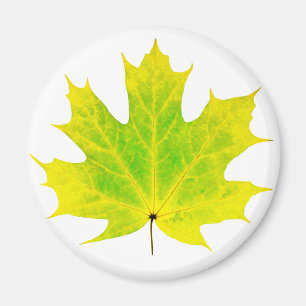 Yellow green maple leaf magnet