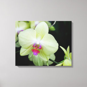 Yellow Green Orchid Canvas Print