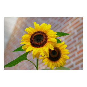 Yellow Hardy Sunflower Art Best Sunflower Photos Poster