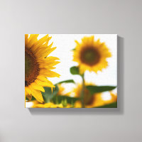 Yellow Hardy Sunflower Best Sunflower Photos