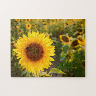 Yellow Hardy Sunflower Best Sunflower Photos Jigsaw Puzzle