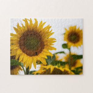 Yellow Hardy Sunflower Best Sunflower Photos Jigsaw Puzzle