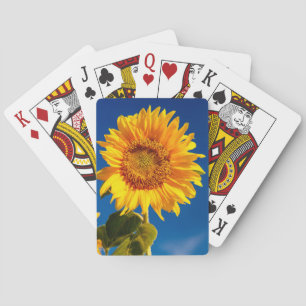 Yellow Hardy Sunflower Best Sunflower Photos Playing Cards
