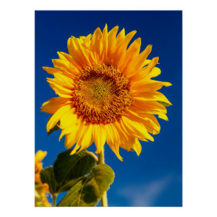 Yellow Hardy Sunflower Best Sunflower Photos Poster