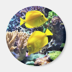 Yellow Hawaiian Tang Fish Magnet