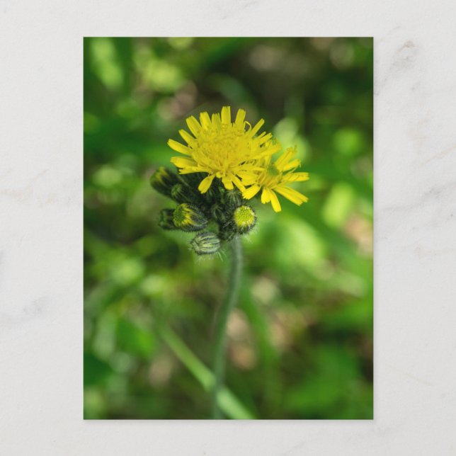 Yellow Hawkweed Wildflower Postcard (Front)