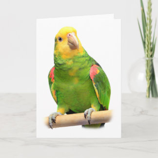 Yellow-headed amazon card