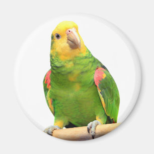 Yellow-headed amazon magnet