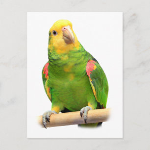 Yellow-headed amazon postcard