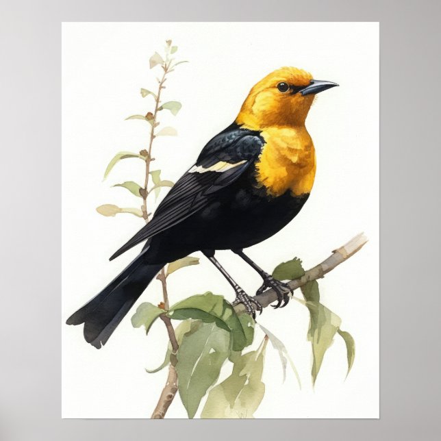 Yellow Headed Blackbird Bird Art Print Poster (Front)