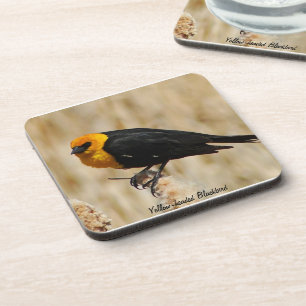 Yellow-headed Blackbird Coaster