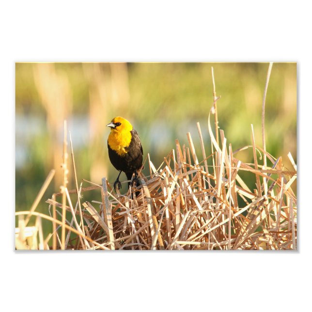 Yellow Headed Blackbird Photo Print (Front)