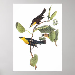 Yellow-headed Blackbird Poster