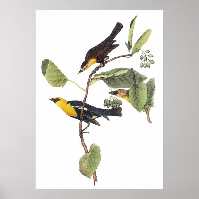 Yellow-headed Blackbird Poster (Front)
