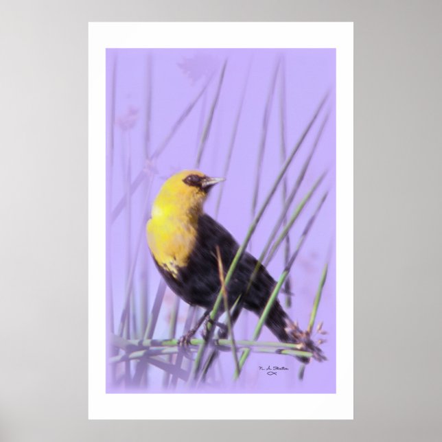 Yellow-Headed Blackbird...Print. Poster (Front)