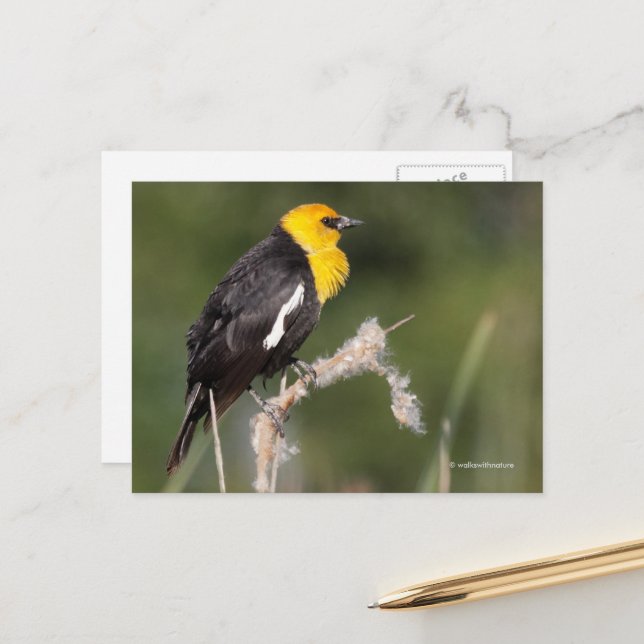 Yellow-Headed Blackbird Songbird in Marsh Postcard (Front/Back In Situ)