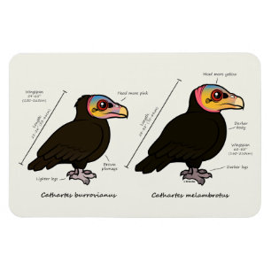 Yellow-headed Greater v Lesser Magnet