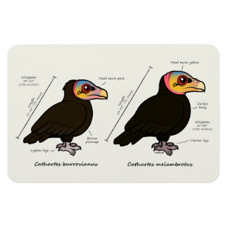Yellow-headed Greater v Lesser Magnet