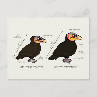 Yellow-headed Greater v Lesser Postcard