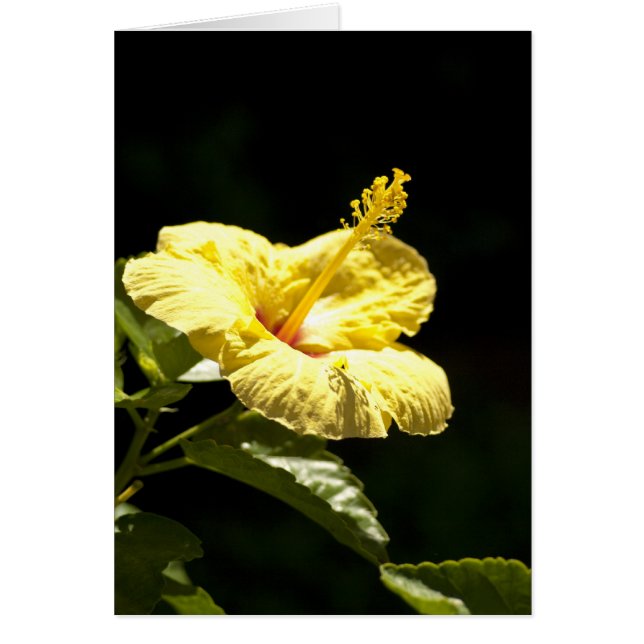 Yellow Hibiscus (Front)