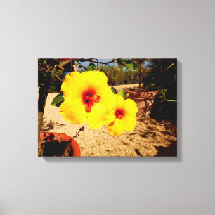 Yellow Hibiscus Canvas Print