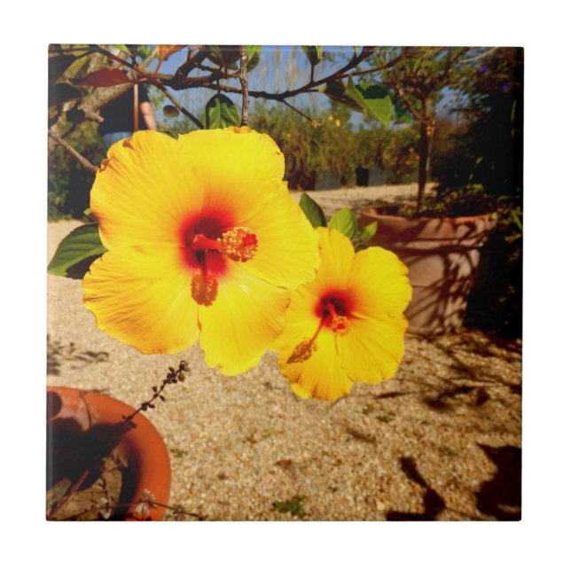 Yellow Hibiscus Ceramic Tile (Front)