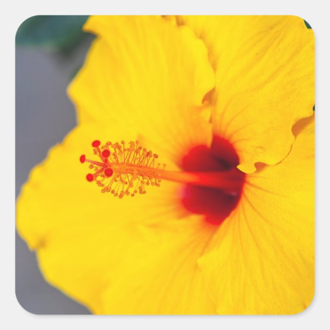 Yellow Hibiscus Close up Square Sticker (Front)