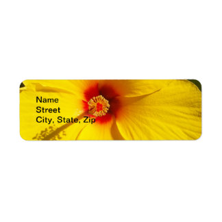Yellow Hibiscus Flower