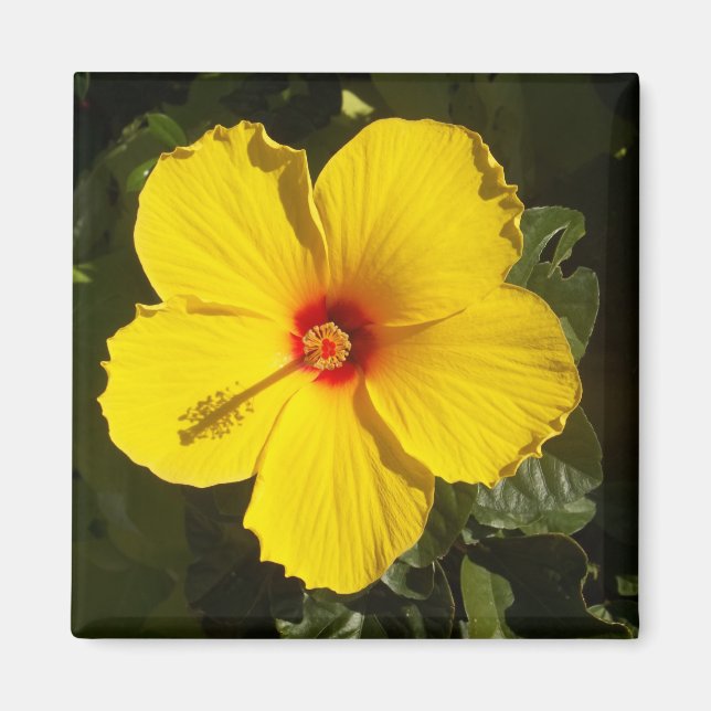 Yellow Hibiscus Flower Magnet (Front)