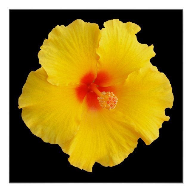 Yellow Hibiscus Flower Photo Poster (Front)