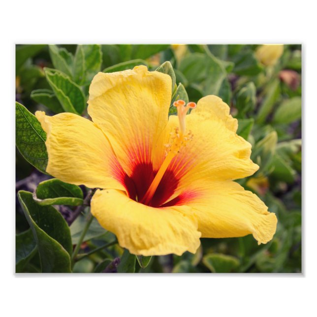 Yellow Hibiscus Flower | Photo Print (Front)