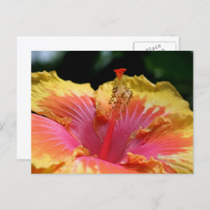 Yellow Hibiscus Flower Photography  Postcard