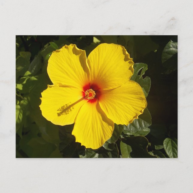 Yellow Hibiscus Flower Postcard (Front)