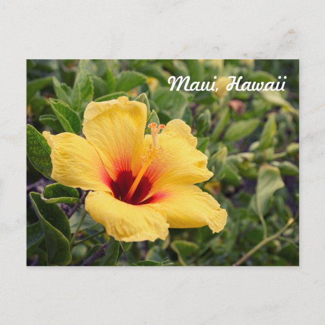 Yellow Hibiscus Flower | Postcard (Front)