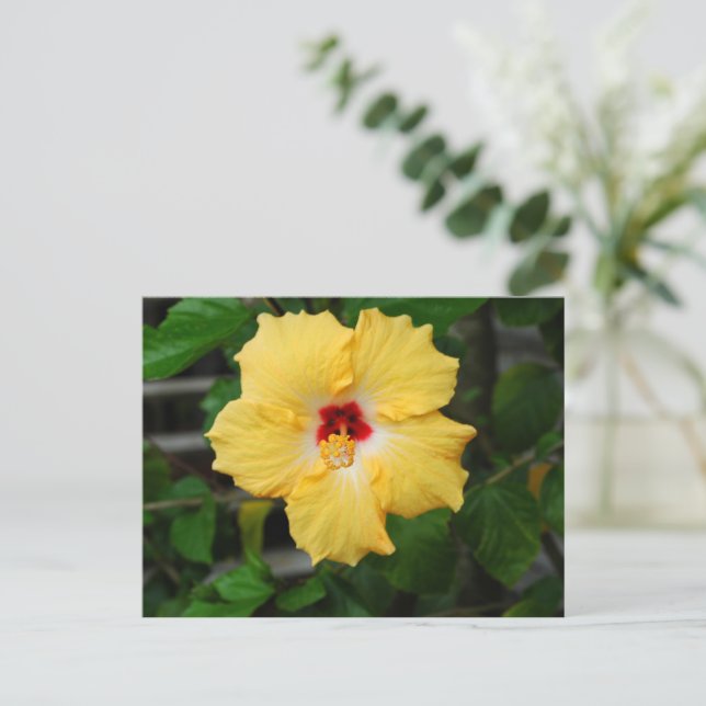 Yellow Hibiscus flower Postcard (Standing Front)