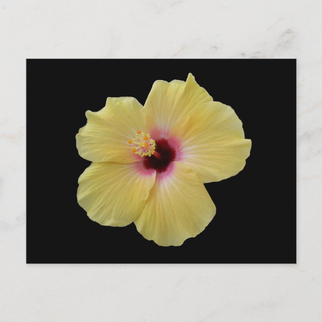 Yellow Hibiscus Flower Postcard (Front)